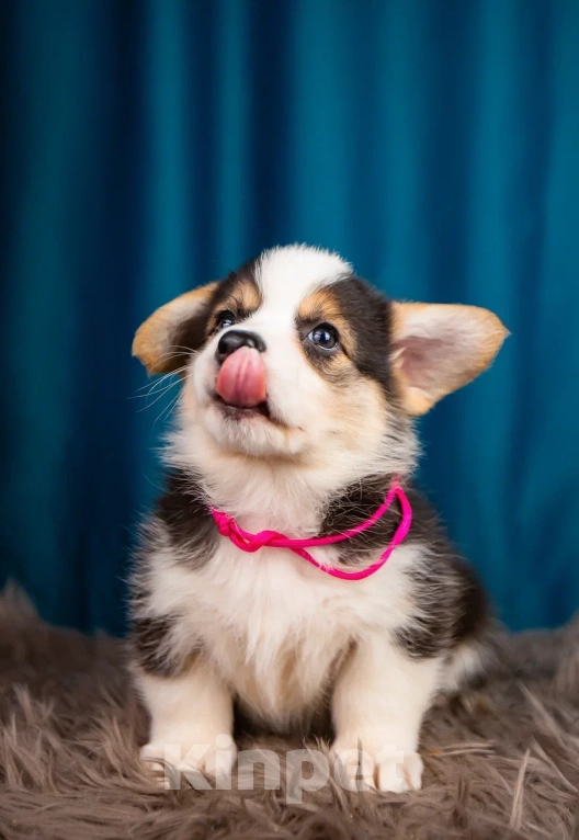 Собаки в Новосибирске: Валерия щенок Вельш-Корги Пемброк  Девочка, 65 000 руб. - фото 4