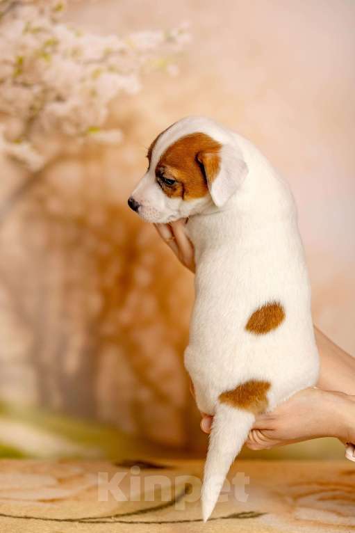 Собаки в Иваново: ДЖЕК РАССЕЛ ТЕРЬЕР  Мальчик, 35 000 руб. - фото 3