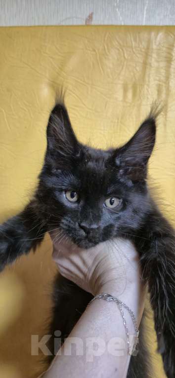 Кошки в Москве: Мейкуны котята  Девочка, 120 руб. - фото 5