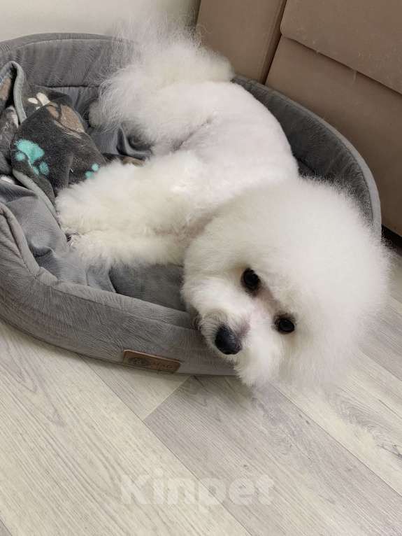 Собаки в Омске: Вязка Бишон фризе  Мальчик, Бесплатно - фото 5