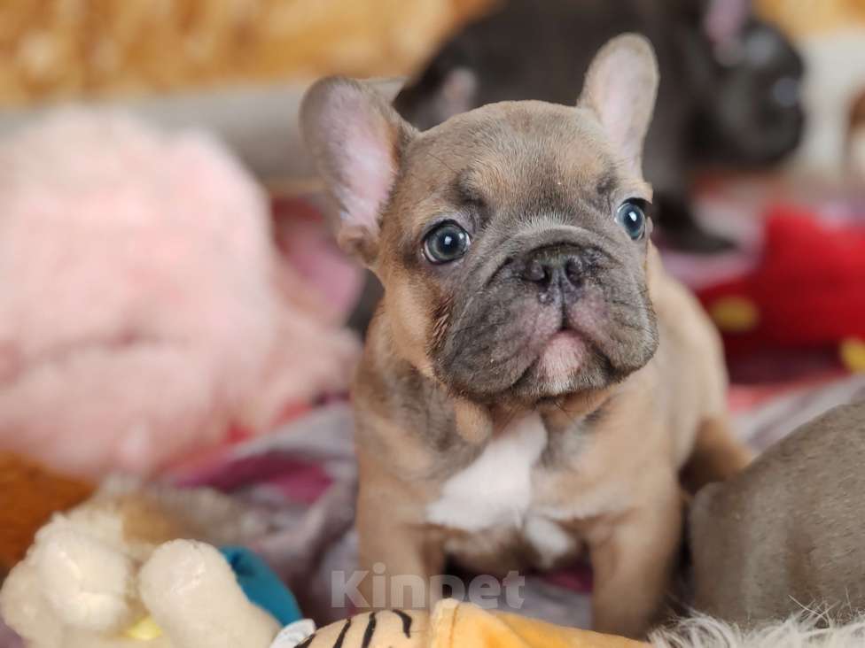 Собаки в Санкт-Петербурге: Шикарные щенки голубые шоколад лиловые Девочка, 60 000 руб. - фото 4