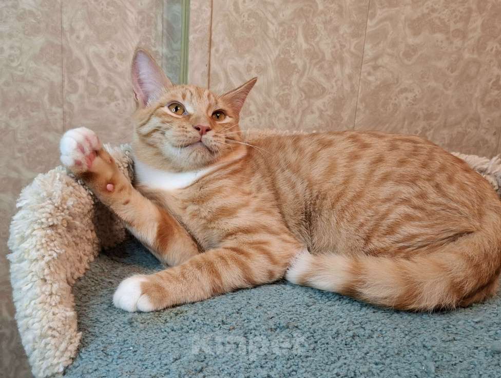 Кошки в Москве: ВинниПух едет на выставку-пристройство WOOF в Москву  Мальчик, Бесплатно - фото 2