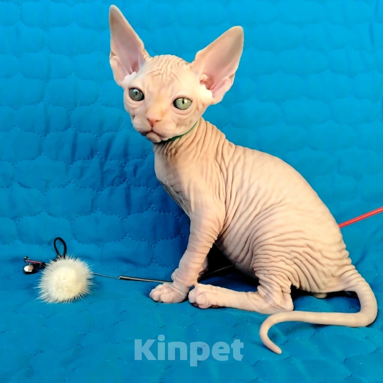 Кошки в Королеве: Очаровательный рыжик -канадский сфинкс Мальчик, 60 000 руб. - фото 2