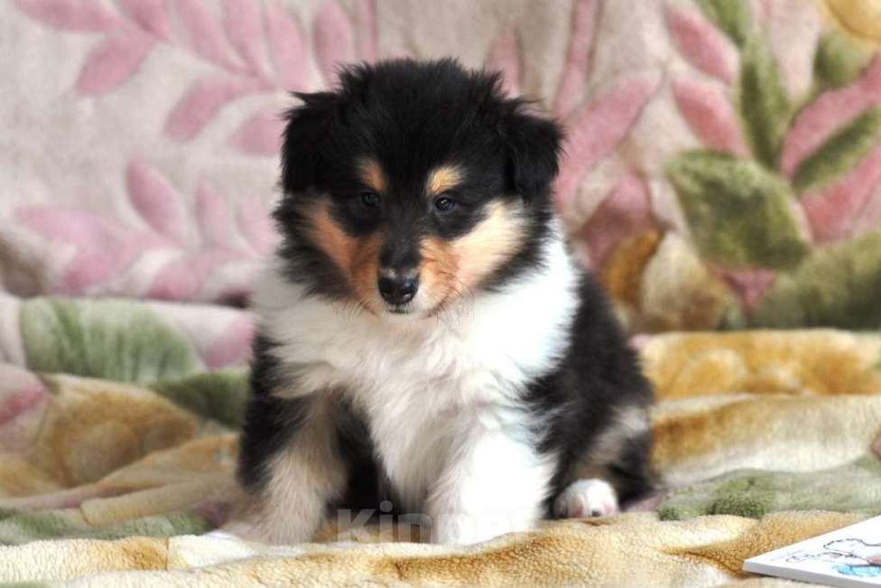 Собаки в Тейково: Щенок колли Мальчик, Бесплатно - фото 2