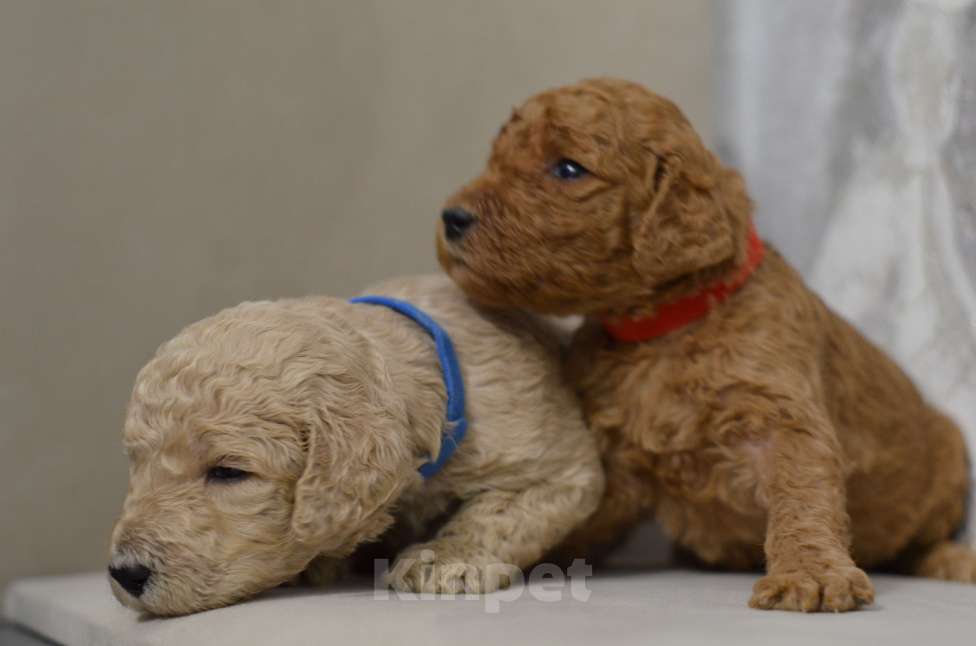 Собаки в Москве: Щенки королевского пуделя Девочка, 65 000 руб. - фото 7