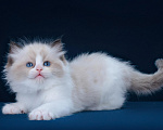 Кошки в Москве: котенок рэгдолл Мальчик, 150 000 руб. - фото 2