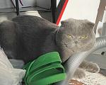 Кошки в Серпухове: ласковый котик Пыль ищет дом Мальчик, Бесплатно - фото 5