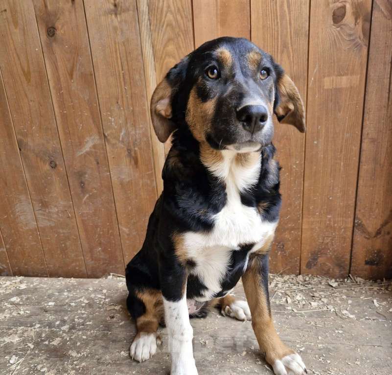 Собаки в Москве: Щенок в дар Девочка, Бесплатно - фото 4