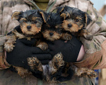Собаки в Челябинске: В продаже щенки Йоркширского терьера Мальчик, 25 000 руб. - фото 4