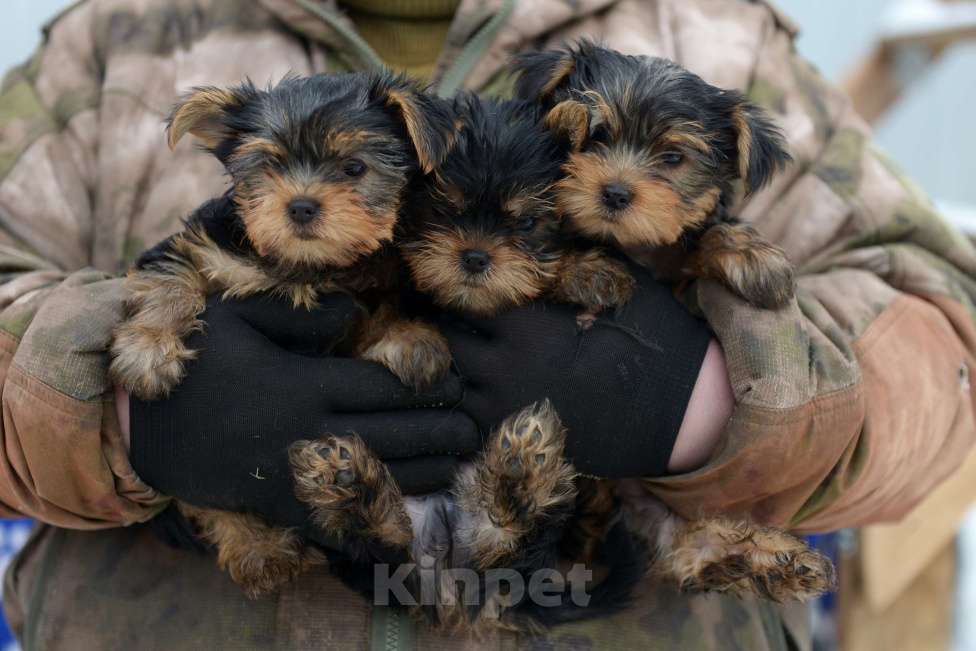 Собаки в Челябинске: В продаже щенки Йоркширского терьера Мальчик, 25 000 руб. - фото 4