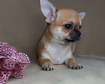 Собаки в Новосибирске: Чихуахуа рыжая Львичка. Девочка, 35 000 руб. - фото 4