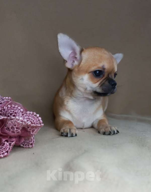 Собаки в Новосибирске: Чихуахуа рыжая Львичка. Девочка, 35 000 руб. - фото 4