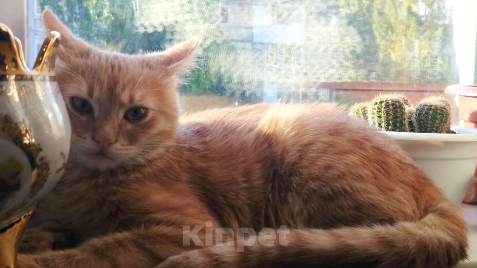 Кошки в Воронеже: Потерялся котик, пожалуйста помогите  Мальчик, 1 000 руб. - фото 5