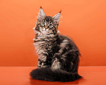 Кошки в Омске: Котята мейн-кун Мальчик, Бесплатно - фото 8