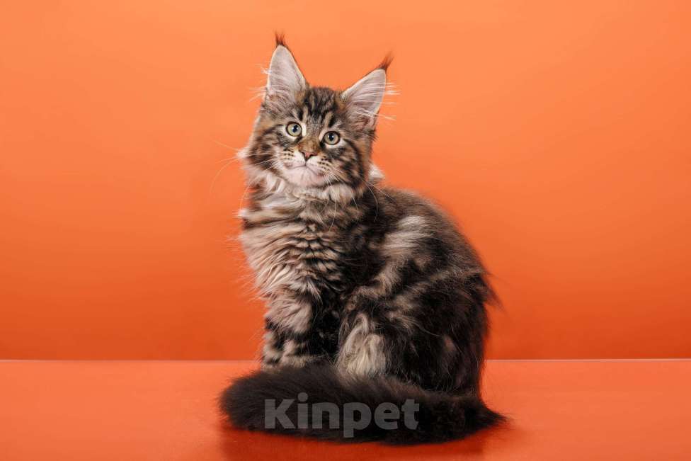 Кошки в Омске: Котята мейн-кун Мальчик, Бесплатно - фото 8