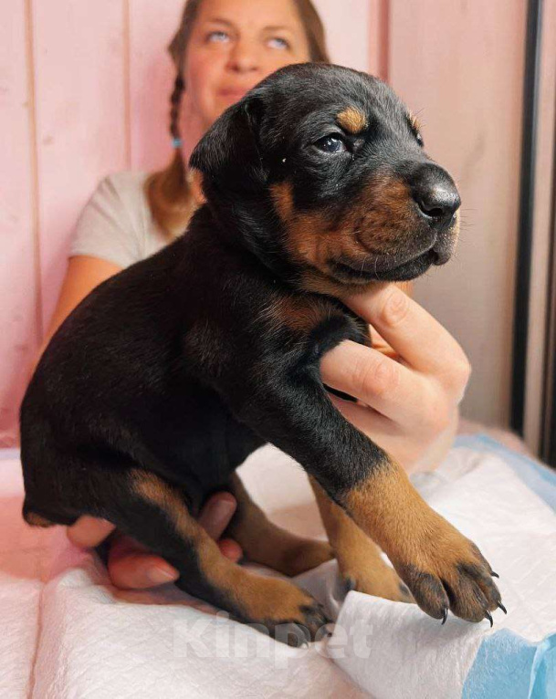 Собаки в других городах Московской области: Щенки доберамна Мальчик, 75 000 руб. - фото 2