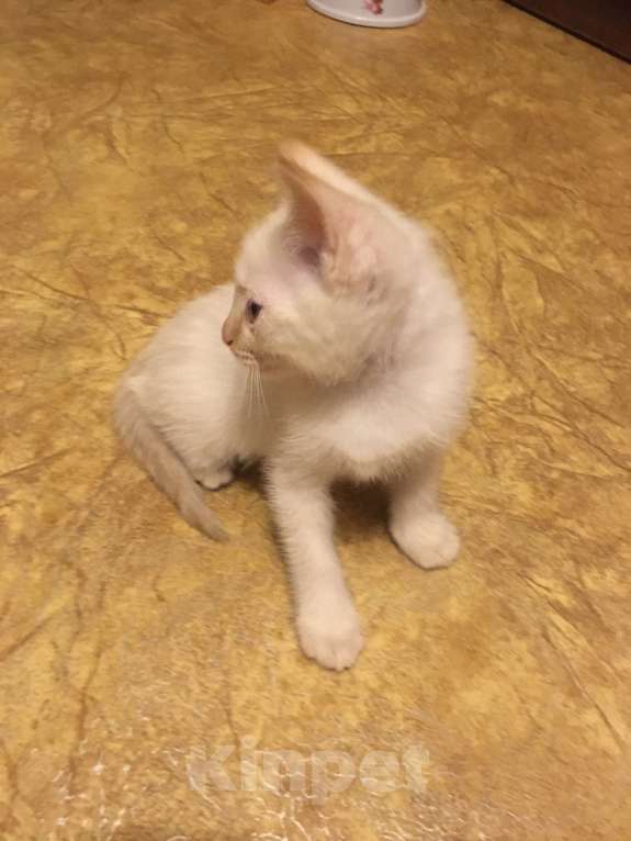 Кошки в Нижнем Новгороде: Тайский котенок (рэд поинт) Мальчик, Бесплатно - фото 2