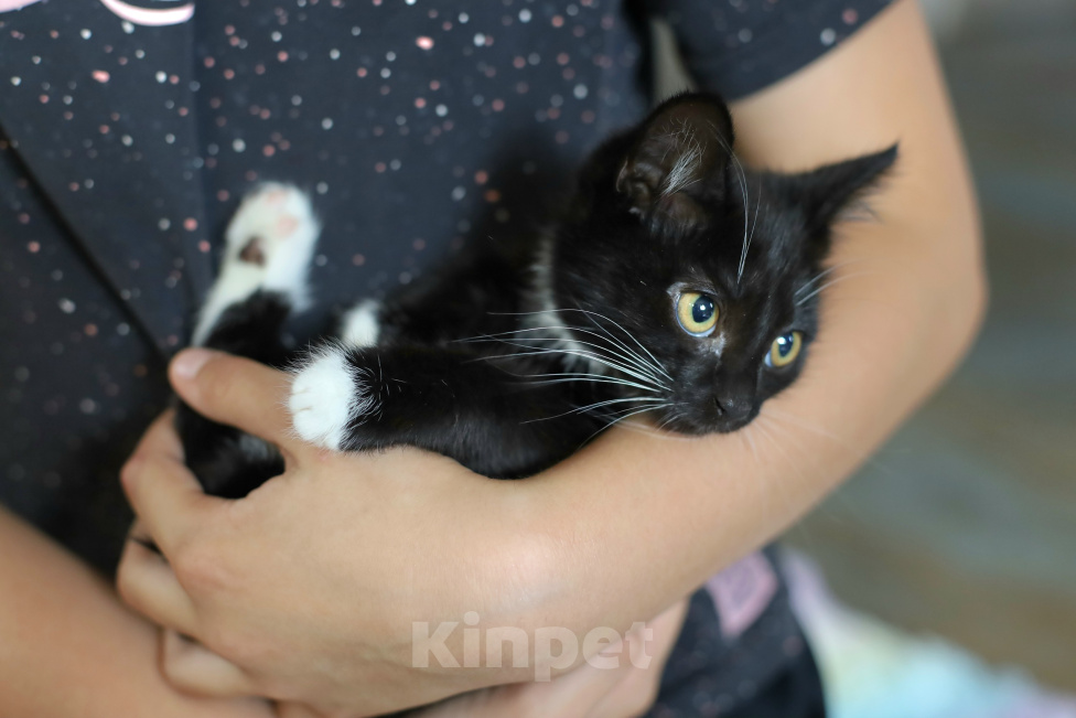 Кошки в Москве: Котенок-девочка в добрые руки Девочка, Бесплатно - фото 6