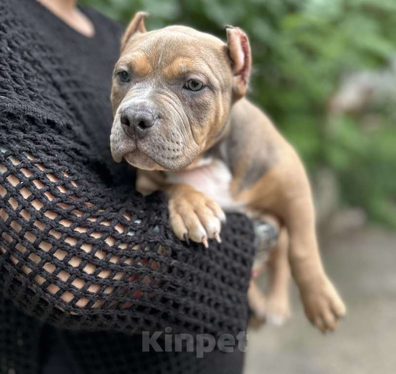 Собаки в Воронеже: Девочка  Девочка, 70 000 руб. - фото 4