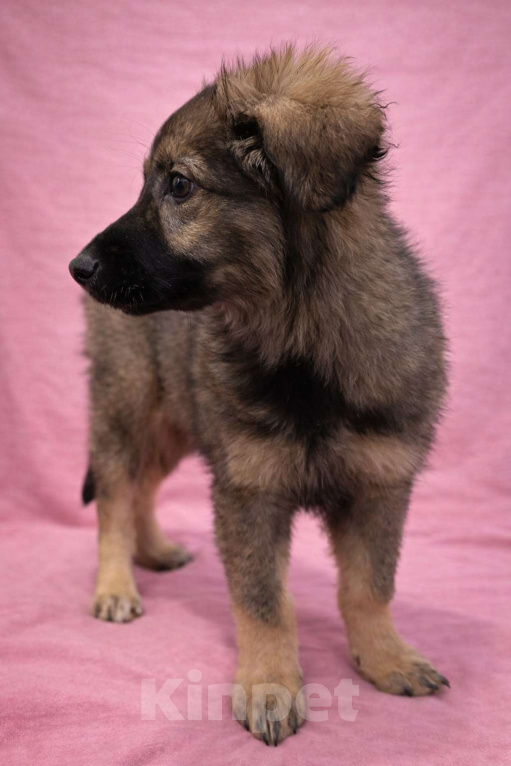 Собаки в Москве: Щенок девочка Шери в поисках дома Девочка, Бесплатно - фото 9