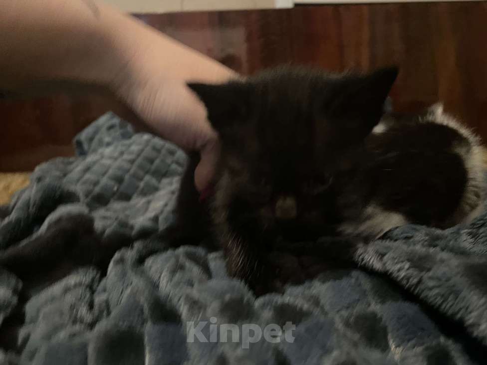 Кошки в Ростове-на-Дону: Черный котенок Мальчик, 1 руб. - фото 2