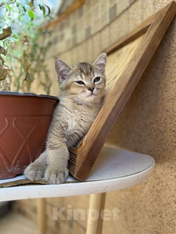 Кошки в Краснодаре: Шотландская золотая шиншилла  Мальчик, 15 000 руб. - фото 5