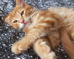 Кошки в Усть-Лабинске: Купить  котенка Мейн-кун в Краснодарском крае Мальчик, 10 000 руб. - фото 5