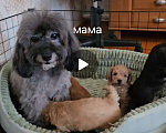 Собаки в других городах Московской области: Щенки той пудель Девочка, 40 000 руб. - фото 7
