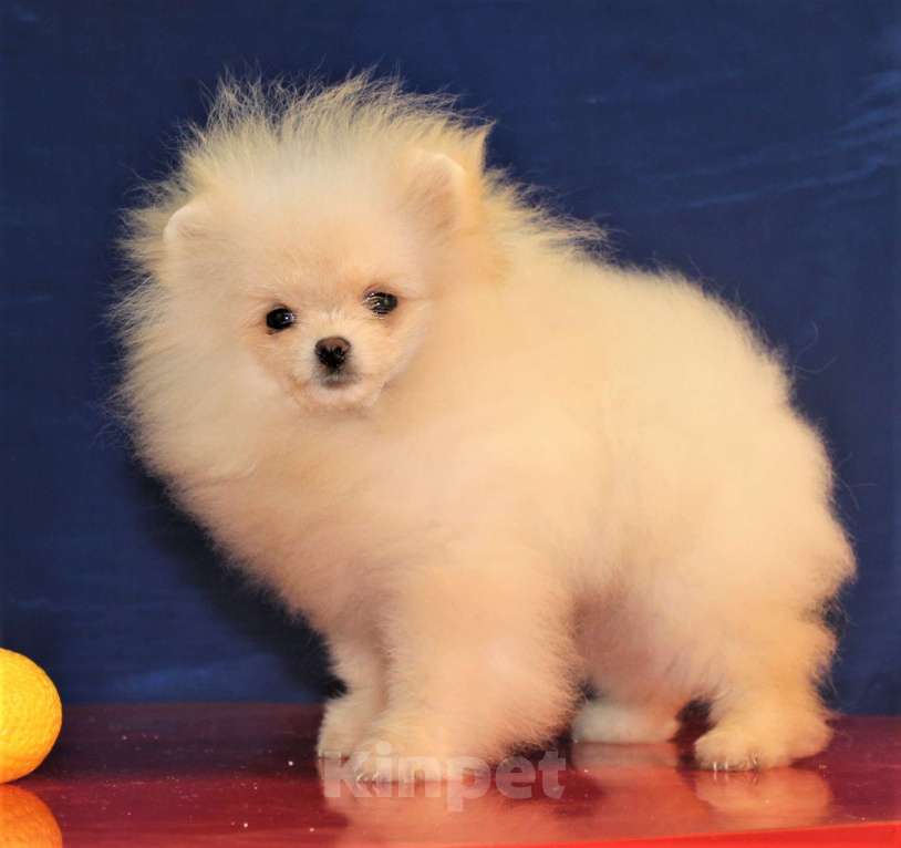 Собаки в Москве: померанский шпиц микро мапьчик Мальчик, 20 000 руб. - фото 7