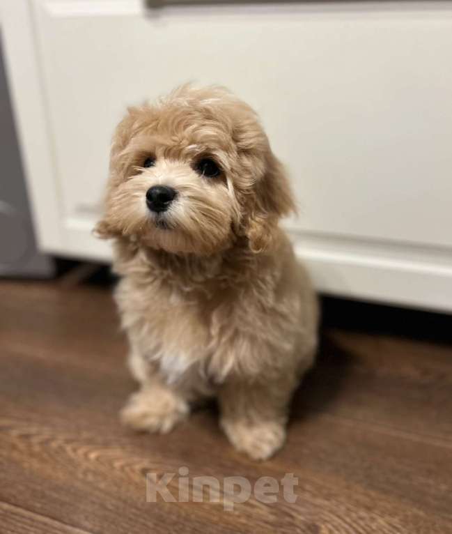 Собаки в Москве: Щенок мальтипу f1 девочка Девочка, 110 000 руб. - фото 5