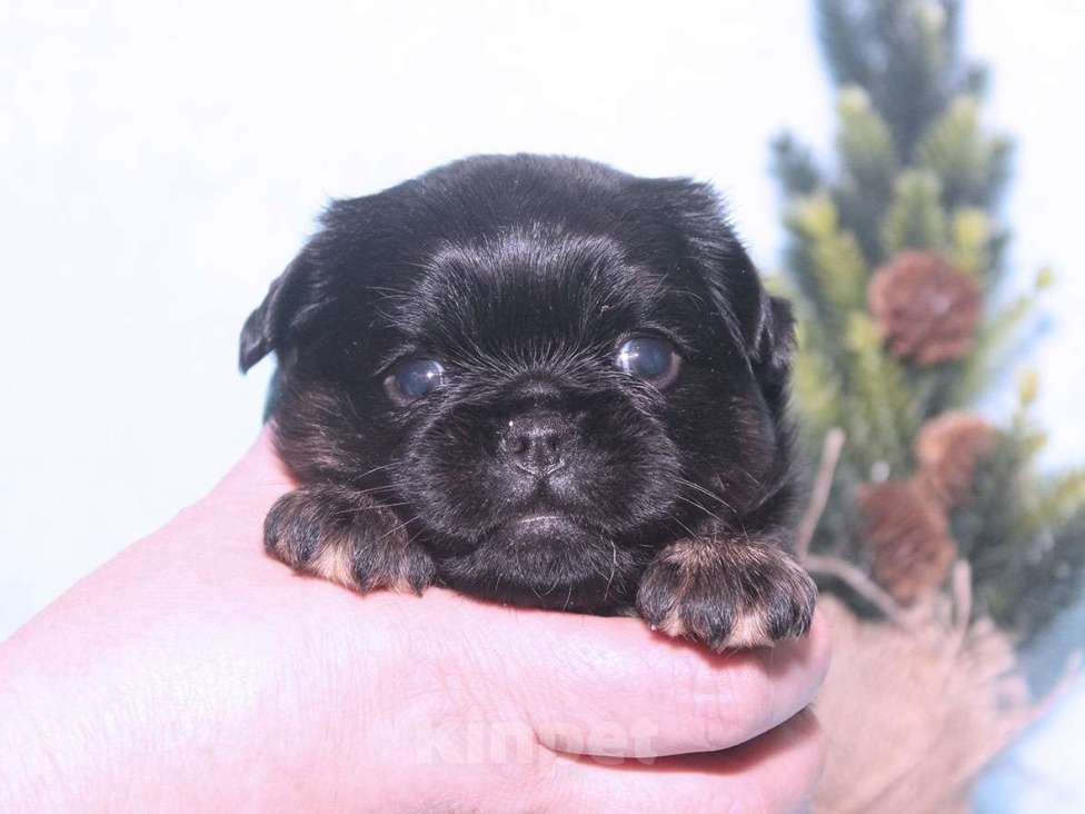 Собаки в Санкт-Петербурге: Очаровательный щенок  Девочка, 80 000 руб. - фото 3