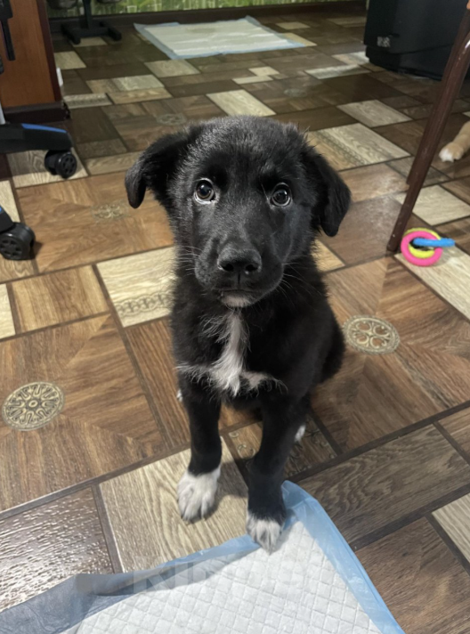 Собаки в Тольятти: Щенок в добрые руки Девочка, Бесплатно - фото 2