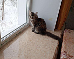 Кошки в Мур: Мейнкунята, 15 000 руб. - фото 9
