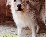 Собаки в Клине: Бэк Мальчик, Бесплатно - фото 4