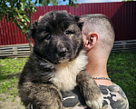 Собаки в других городах Свердловской области: Щенки кавказской овчарки Девочка, 20 000 руб. - фото 3
