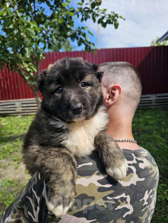 Собаки в других городах Свердловской области: Щенки кавказской овчарки Девочка, 20 000 руб. - фото 3