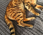 Кошки в Сургуте: Кошечка в добрые руки Девочка, Бесплатно - фото 2
