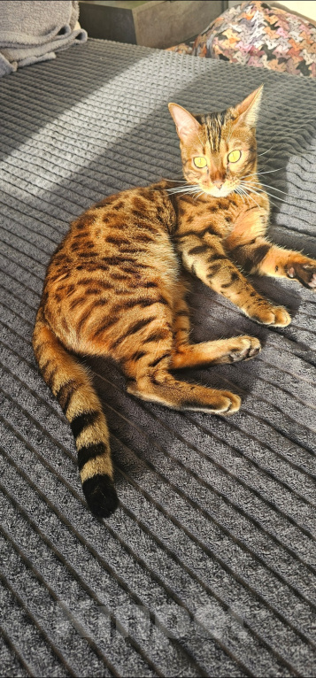 Кошки в Сургуте: Кошечка в добрые руки Девочка, Бесплатно - фото 2