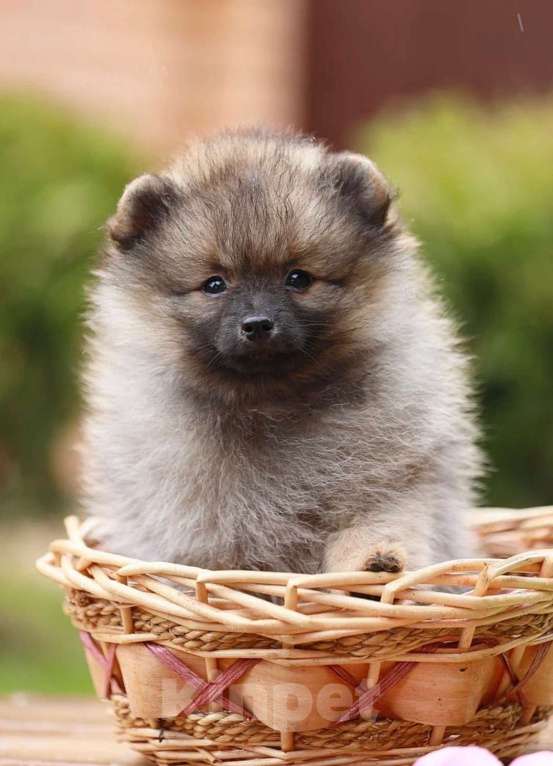 Собаки в Москве: Щенки немецкого миниатюрного  шпица Мальчик, 30 000 руб. - фото 6