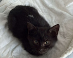 Кошки в Москве: Котенок в добрые руки Мальчик, Бесплатно - фото 3