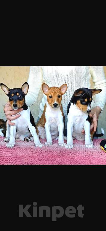 Собаки в Красноярске: Щенки басенджи Мальчик, 60 000 руб. - фото 2