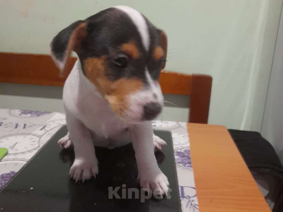 Собаки в Москве: Щенки джек рассел Девочка, 20 000 руб. - фото 4