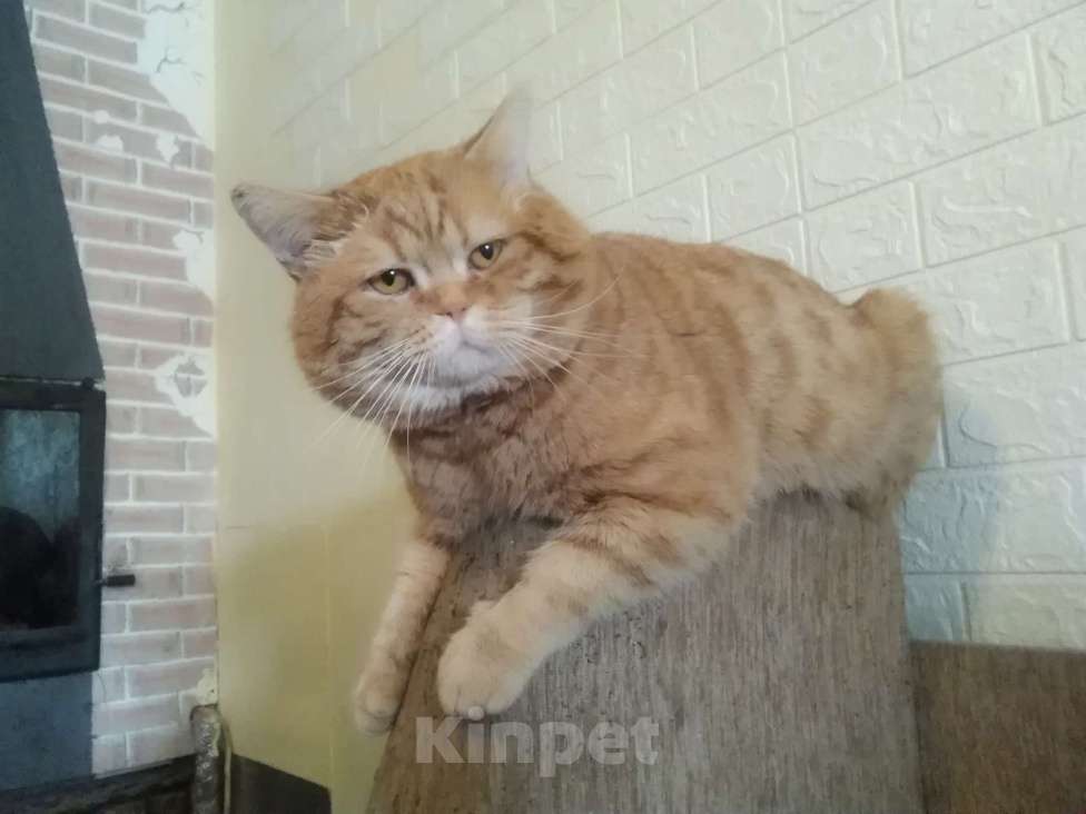 Кошки в Бронницах: Британские гибриды от крысыловоа 1/2 британец, 1/8 мейн кун Мальчик, 10 руб. - фото 4