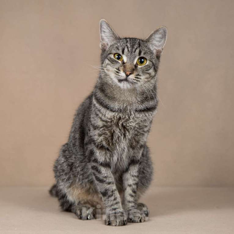 Кошки в Москве: Бетти - «дракон Ли». Добрейшая кошечка в добрые руки. Девочка, Бесплатно - фото 3