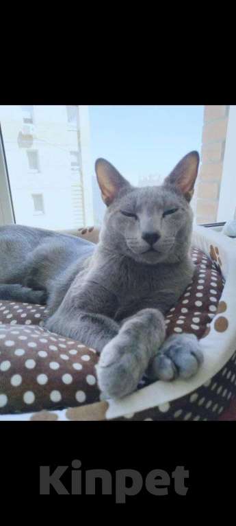 Кошки в Новосибирске: Котята русской голубой кошки Девочка, 50 000 руб. - фото 3