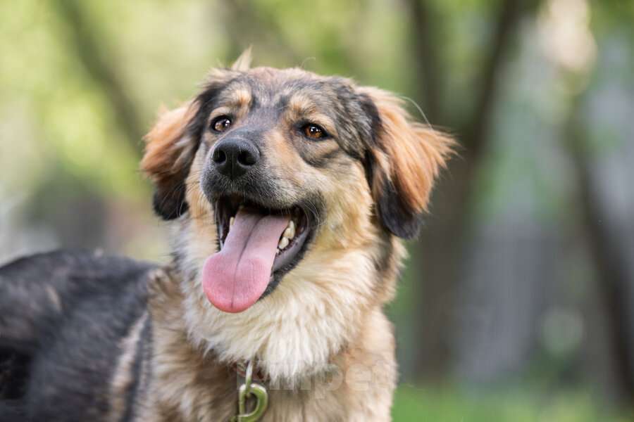 Собаки в Москве: Чудесная собака Мила ищет семью. Девочка, Бесплатно - фото 5