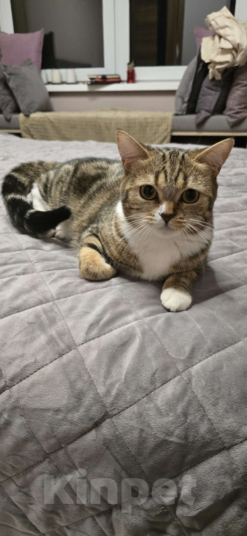 Кошки в Москве: Отдам кошку в хорошие руки Девочка, 5 руб. - фото 1