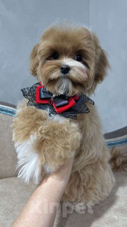 Собаки в Москве: Продается щенок Мальтипу мальчик Мальчик, 140 000 руб. - фото 2