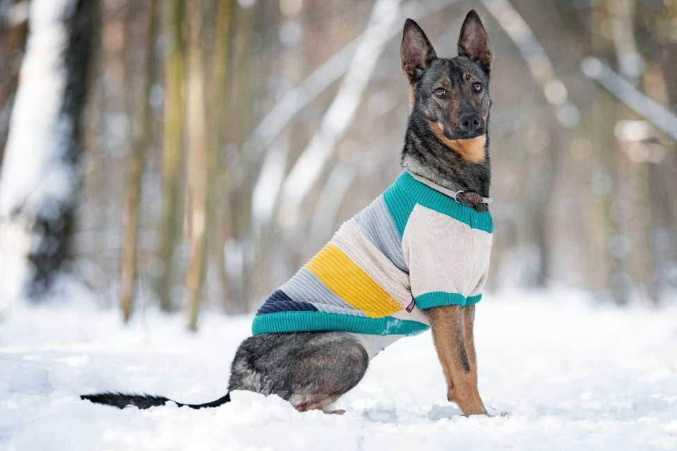 Собаки в Москве: Маленькая собака, которой кидали еду — но не давали дом Девочка, Бесплатно - фото 6
