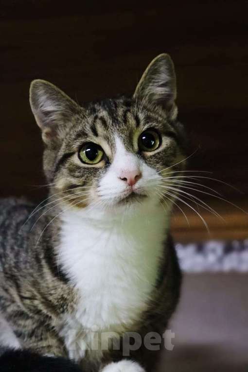 Кошки в Раменском: Умик в поиска семьи  Мальчик, Бесплатно - фото 2